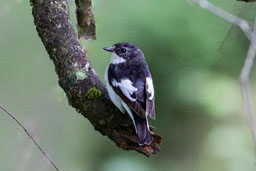 pied flycatcher